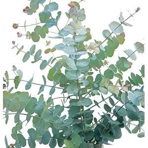 Eucalyptus bos kort 